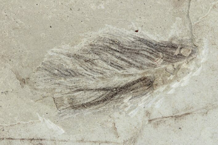 Detailed Fossil Feather and Leaf - Green River Formation, Utah #242709